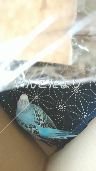 コメントの画像