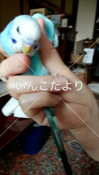 コメントの画像