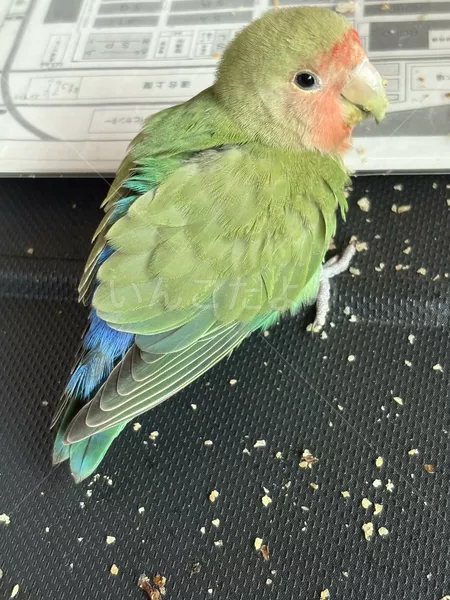 コメントの画像