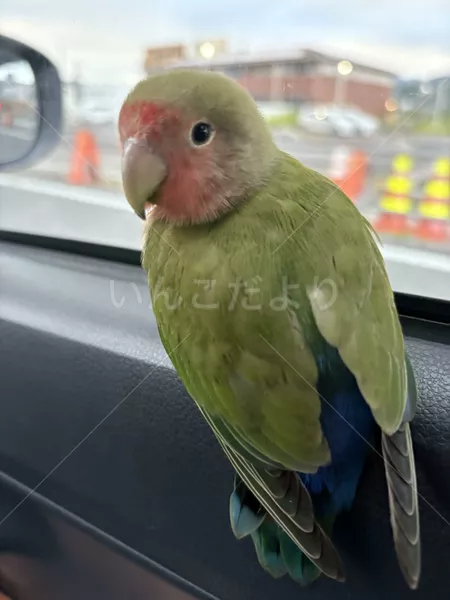 コメントの画像