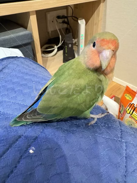 コメントの画像