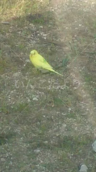 コメントの画像