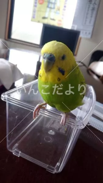 コメントの画像