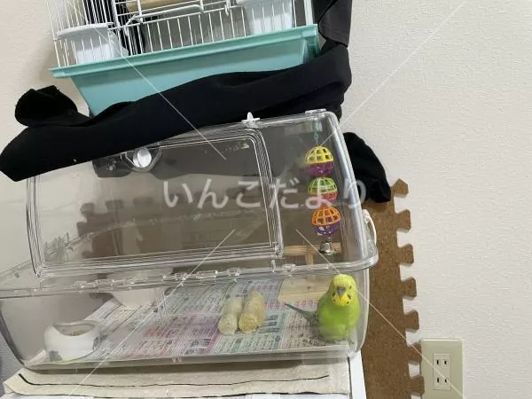 コメントの画像