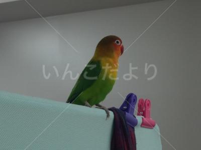 コメントの画像