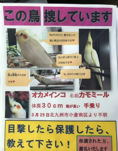 コメントの画像