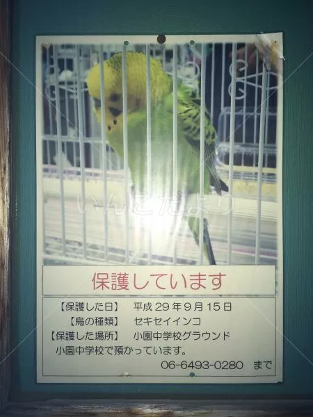 コメントの画像