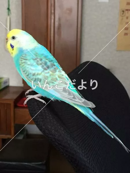 コメントの画像