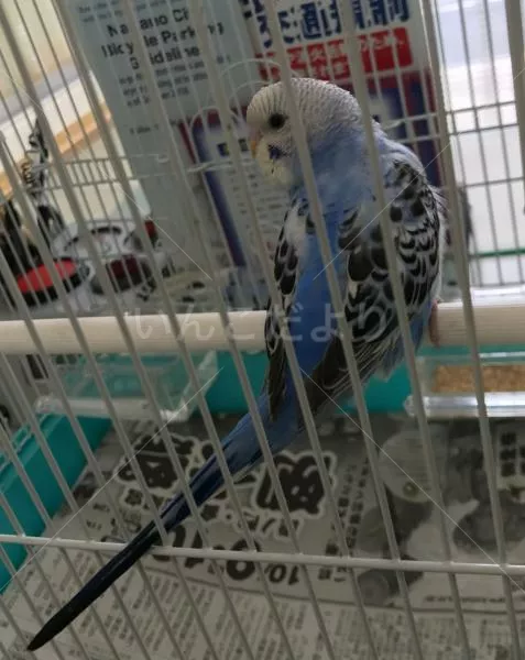 コメントの画像