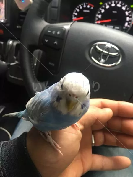 コメントの画像