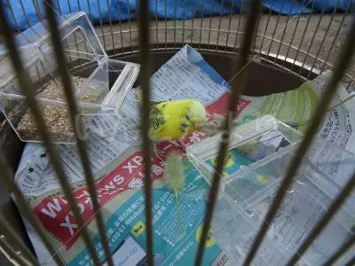 コメントの画像