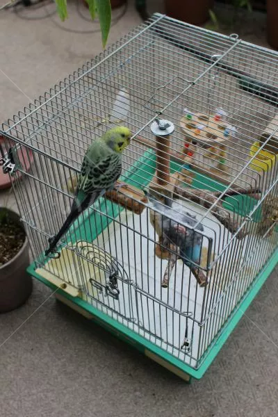 コメントの画像