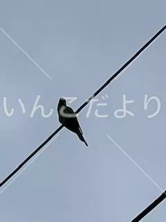 コメントの画像