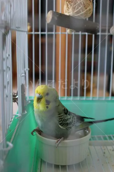 コメントの画像