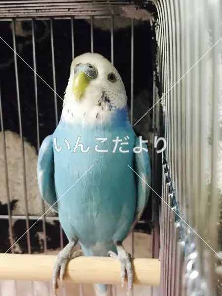 コメントの画像