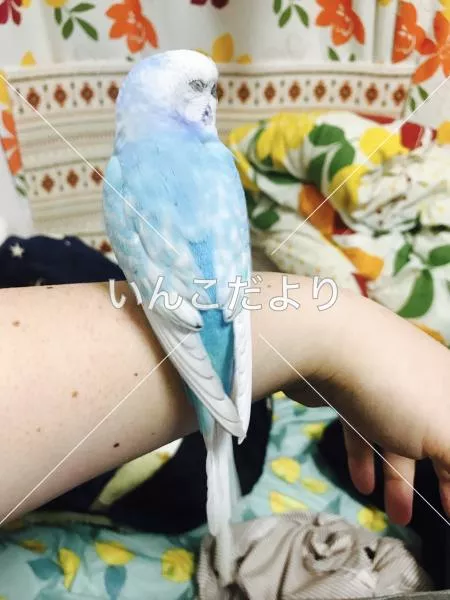 コメントの画像