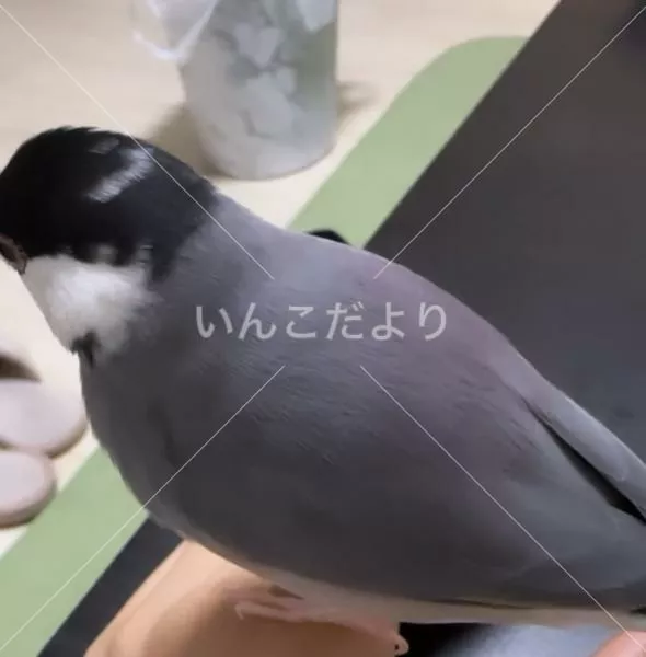 コメントの画像