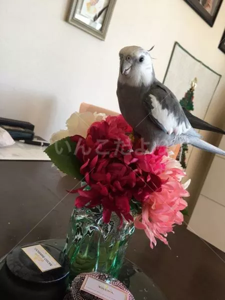 コメントの画像