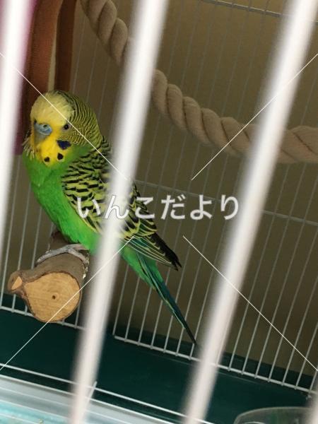 コメントの画像