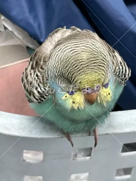 コメントの画像