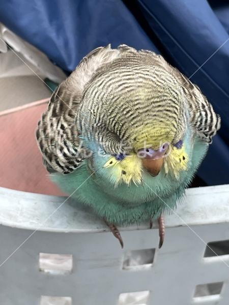 コメントの画像