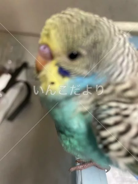 コメントの画像