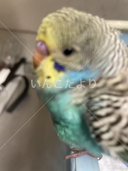 コメントの画像