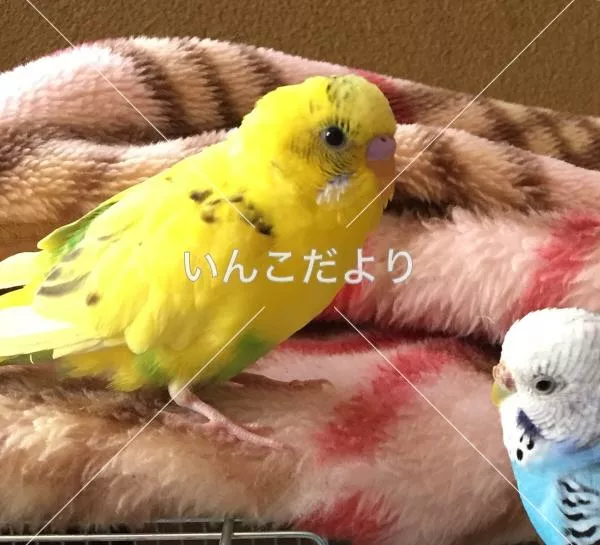 コメントの画像