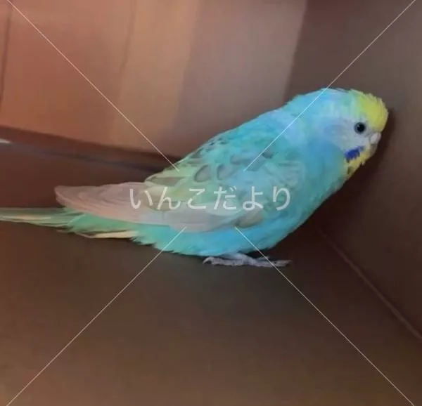 コメントの画像