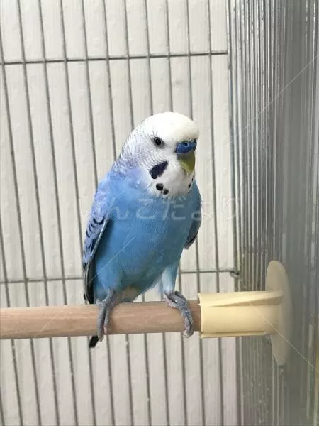 コメントの画像