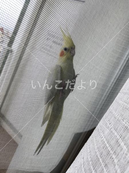コメントの画像