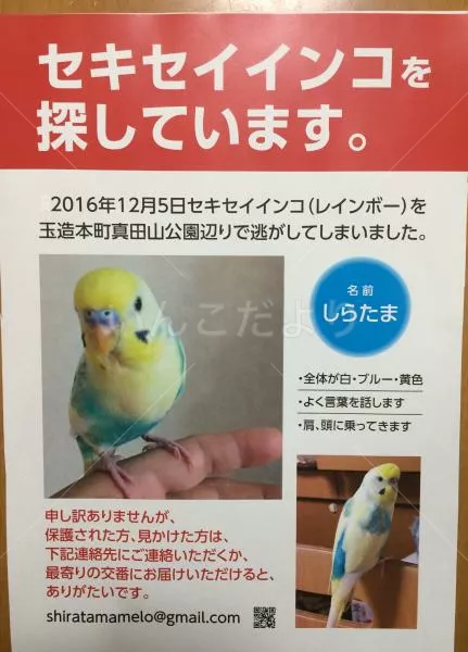 コメントの画像