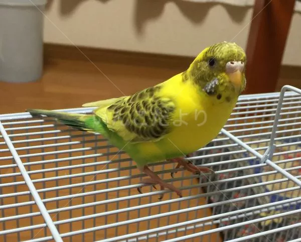 コメントの画像