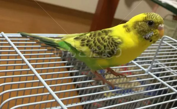 コメントの画像