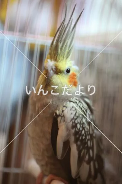 コメントの画像