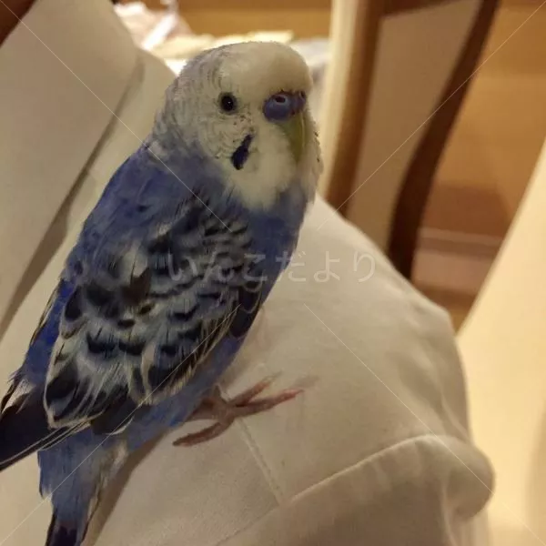 コメントの画像