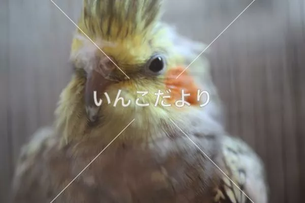 コメントの画像