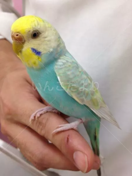 コメントの画像