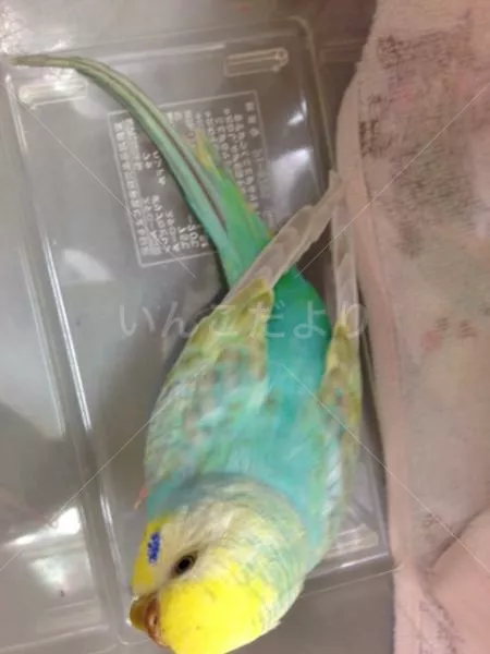 コメントの画像