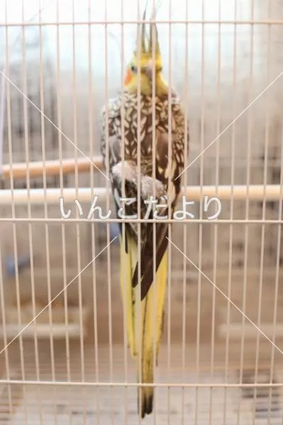 コメントの画像