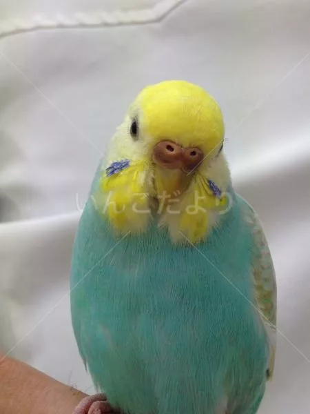 コメントの画像