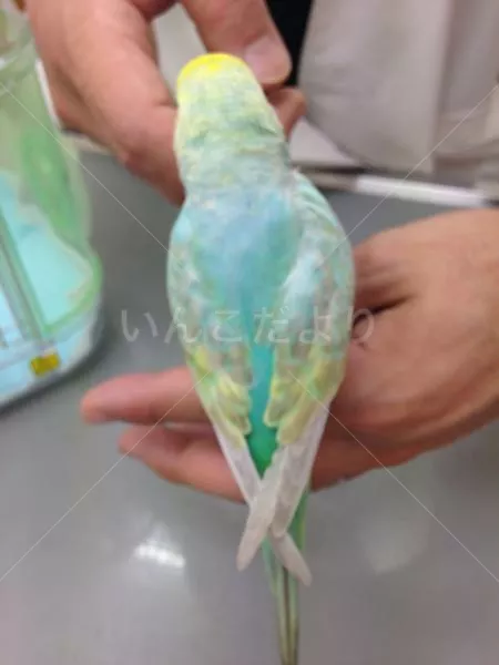 コメントの画像