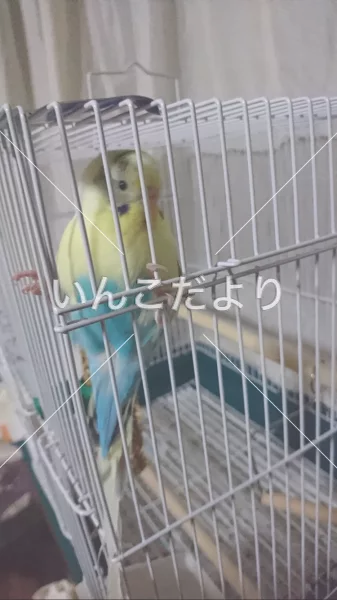 コメントの画像