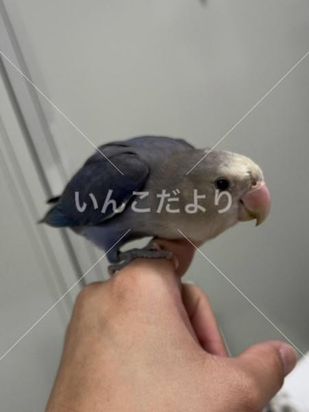 コメントの画像