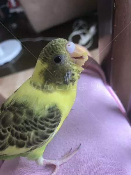 コメントの画像