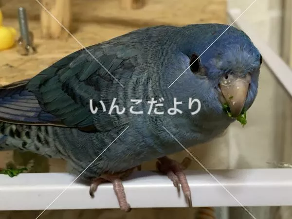 コメントの画像