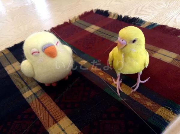 コメントの画像