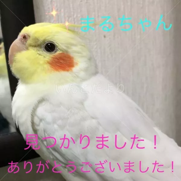 コメントの画像