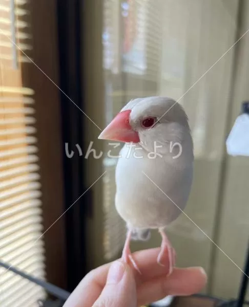 コメントの画像