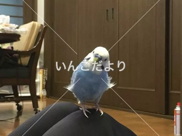 コメントの画像